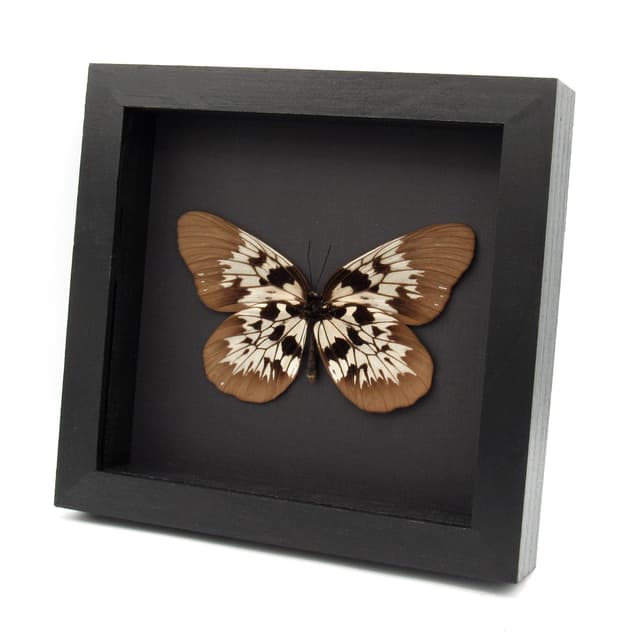 Real XL Tree Nymph butterfly framed taxidermy - Idea tambusisiana