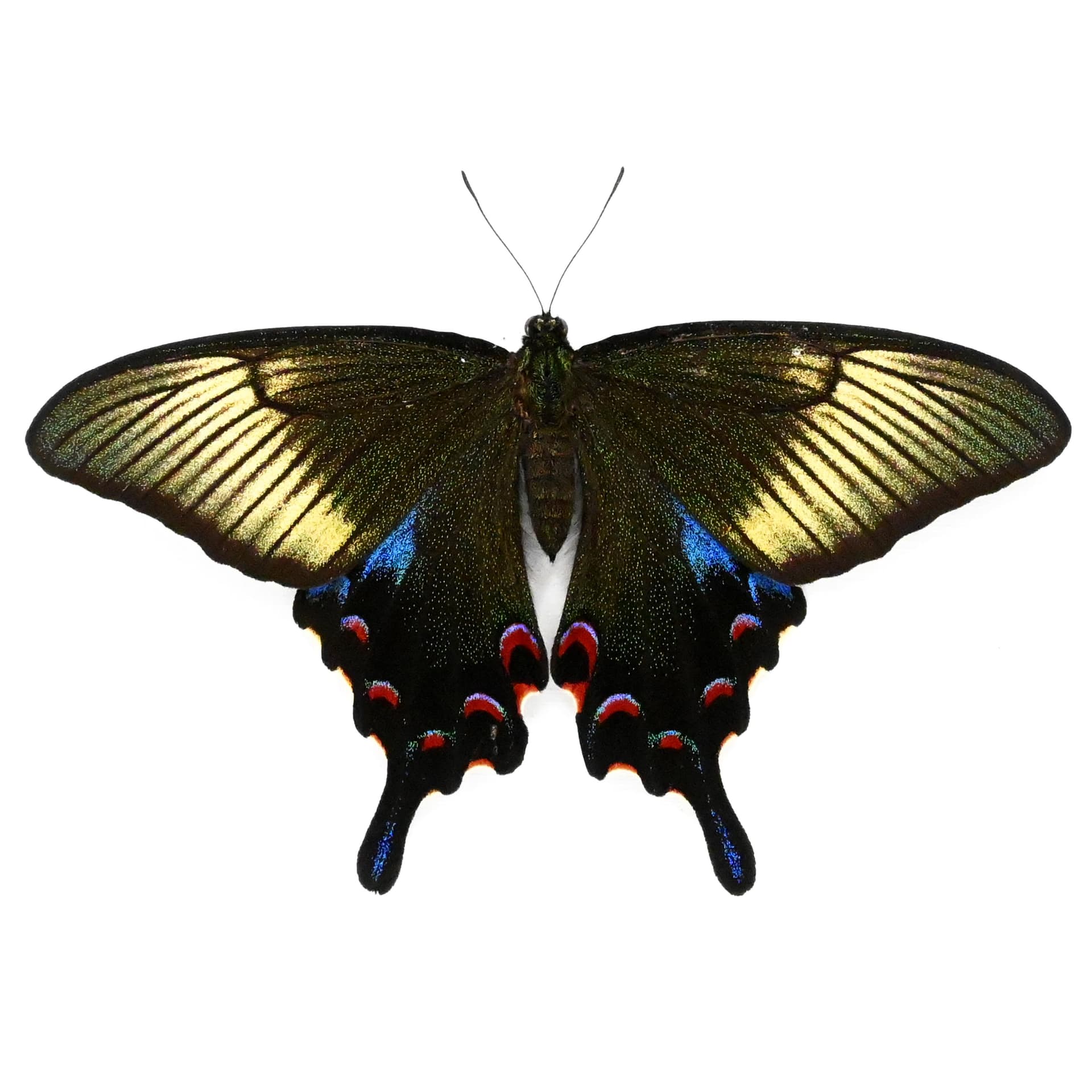 Rare black Peacock butterfly framed taxidermy - Papilio dehaani tokaraensis - female - Spring form - Victorian mount