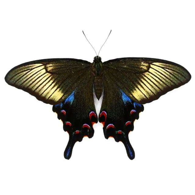 Rare black Peacock butterfly framed taxidermy - Papilio dehaani tokaraensis - female - Spring form - Victorian mount