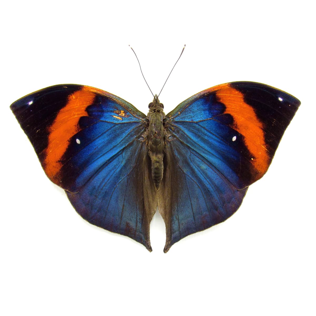 Rare Blue Leaf butterfly taxidermy - Kallima limborgii - Victorian mount