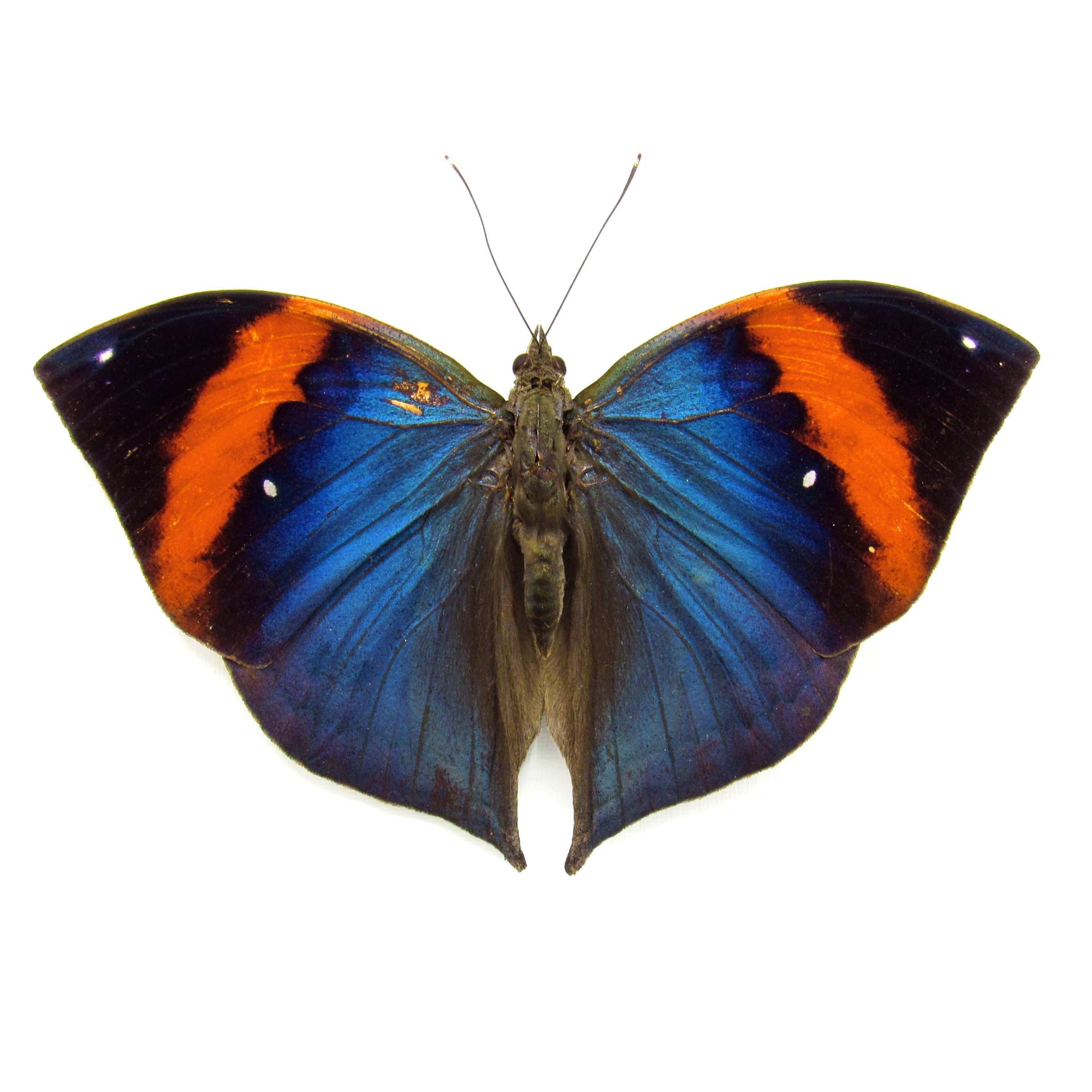 Rare Blue Leaf butterfly taxidermy - Kallima limborgii - Victorian mount