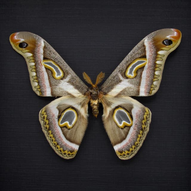 Rare Saturn moth framed taxidermy - Epiphora rectifascia