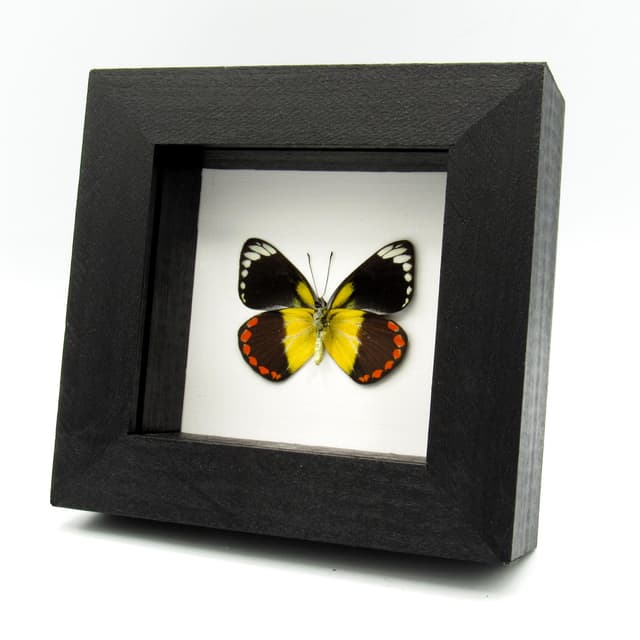Rare yellow Delias butterfly framed taxidermy - Delias lemoulti - female