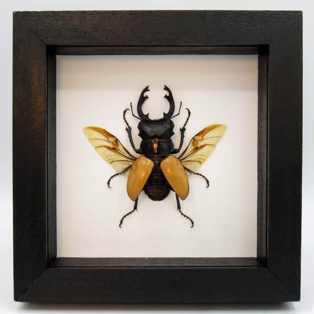 Real Stag Beetle framed taxidermy - Odontolabis mouhoti elegans
