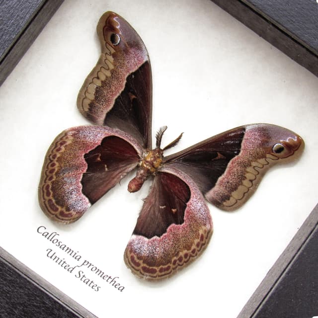 Real Promethea moth framed taxidermy - Callosamia promethea