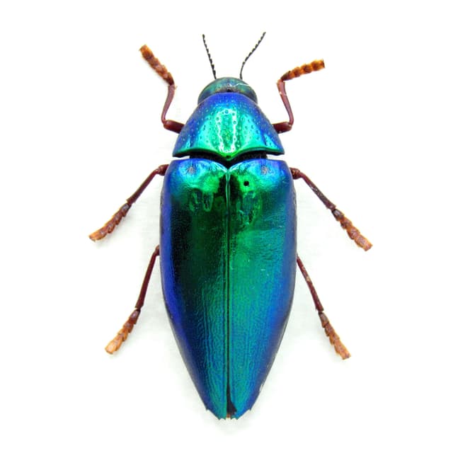 Real metallic green beetle framed taxidermy - Sternocera aequisignata