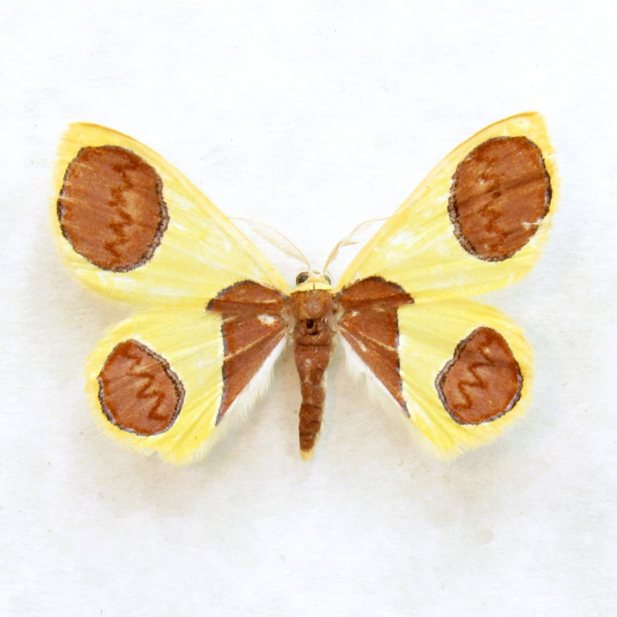 Rare yellow glitter Geometer moth framed taxidermy - Plutodes malaysiana