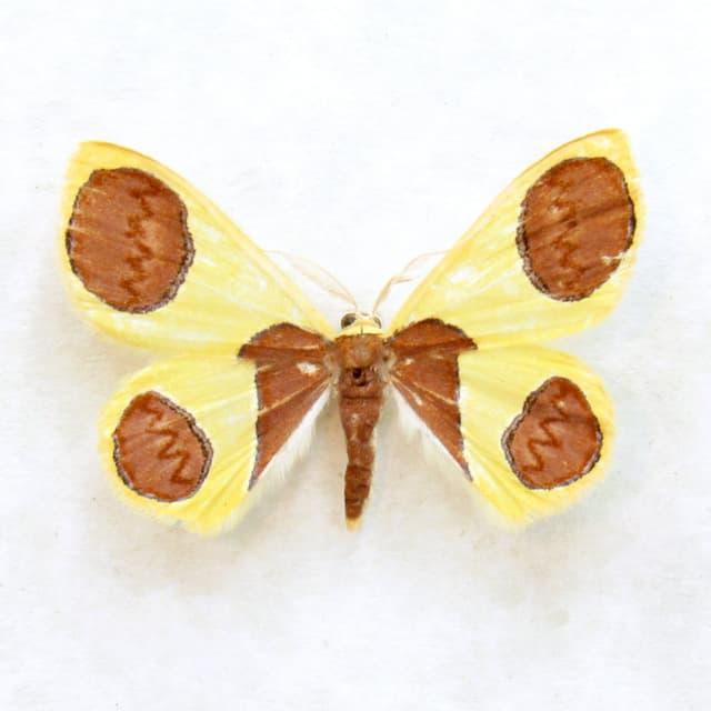 Rare yellow glitter Geometer moth framed taxidermy - Plutodes malaysiana