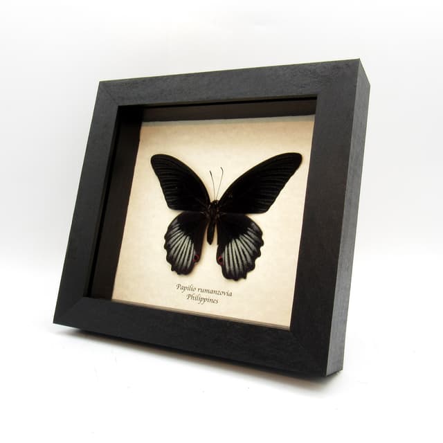 Real black Swallowtail butterfly framed taxidermy - Papilio rumanzovia