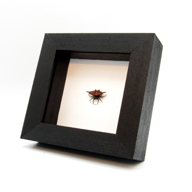 Real Spiny Orb Weaver spider framed taxidermy - Gasteracantha versicolor