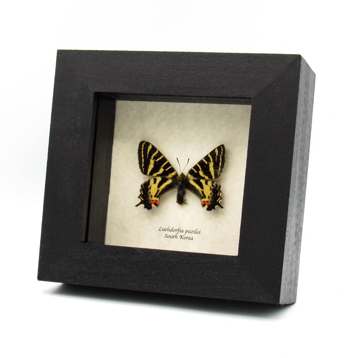 Real framed Princess Gifu Swallowtail butterfly framed specimen - Luehdorfia puziloi