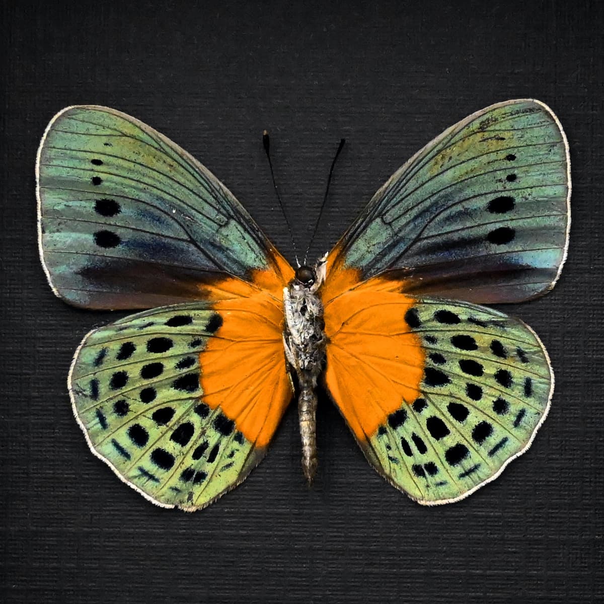 Real metallic butterfly framed taxidermy - Asterope degandii