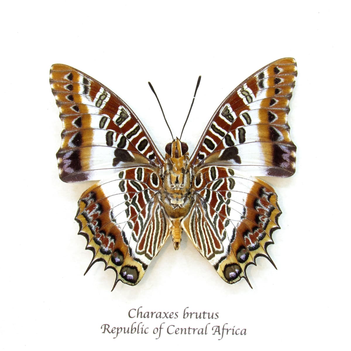 Real White-barred Emperor butterfly framed taxidermy - Charaxes brutus