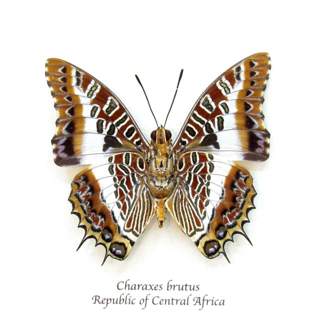 Real White-barred Emperor butterfly framed taxidermy - Charaxes brutus