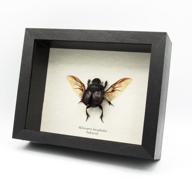 Real XL Dung Beetle framed taxidermy - Heliocopris bucephalus - female