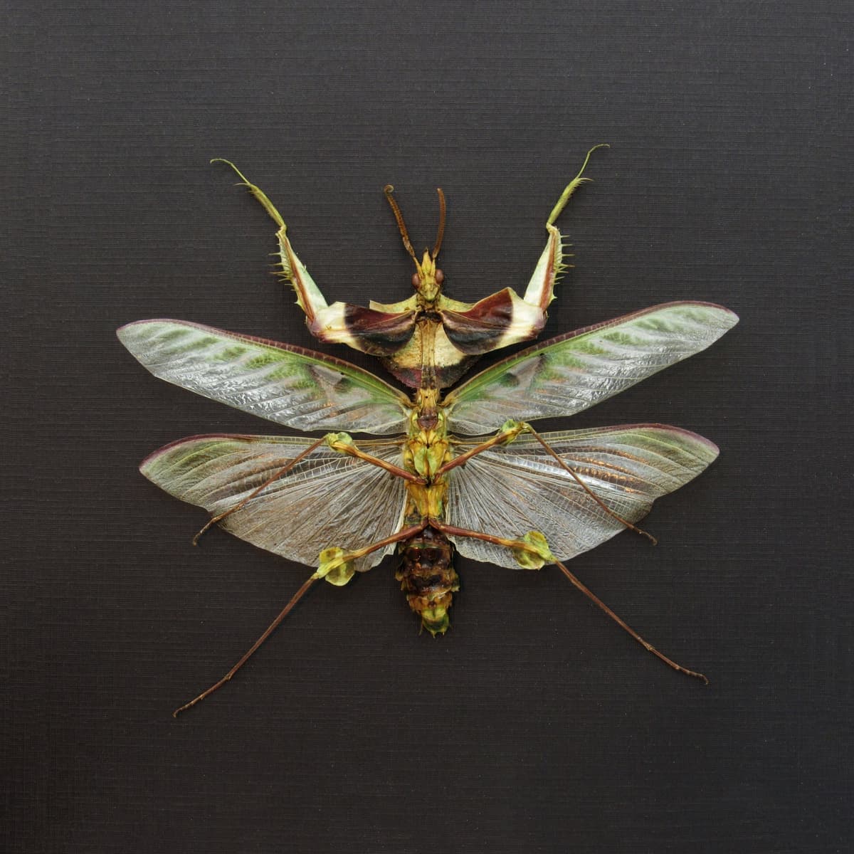 Real Giant Devils Praying Mantis framed taxidermy - Idolomantis diabolica - winged adult - male