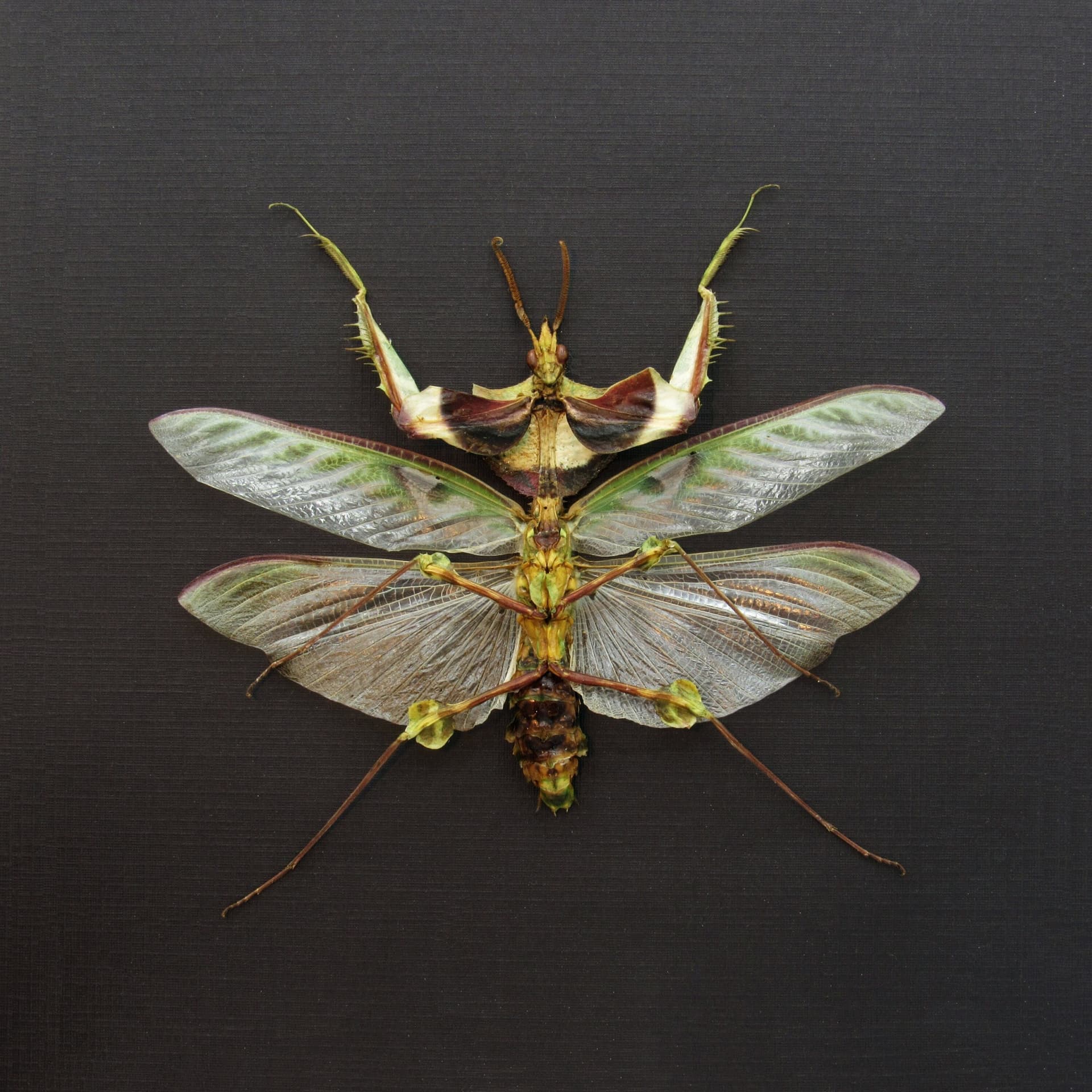 Real Giant Devils Praying Mantis framed taxidermy - Idolomantis diabolica - winged adult - male