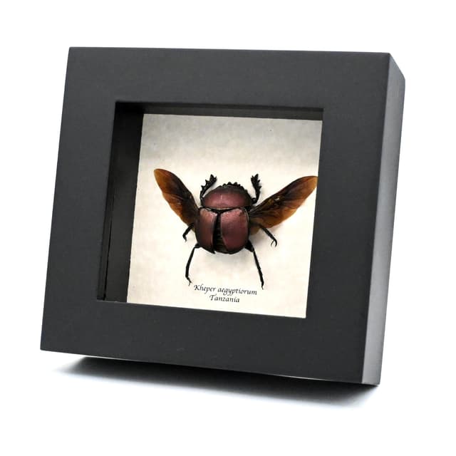 Rare Sacred Scarab beetle framed taxidermy - Kheper aegyptiorum - purple form
