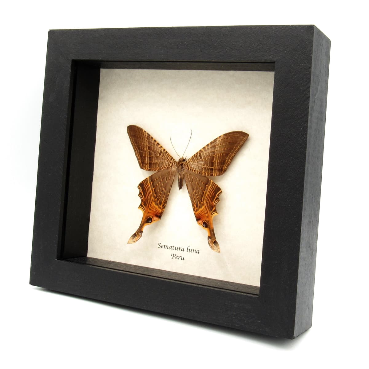Rare Swallowtail moth framed taxidermy - Sematura luna