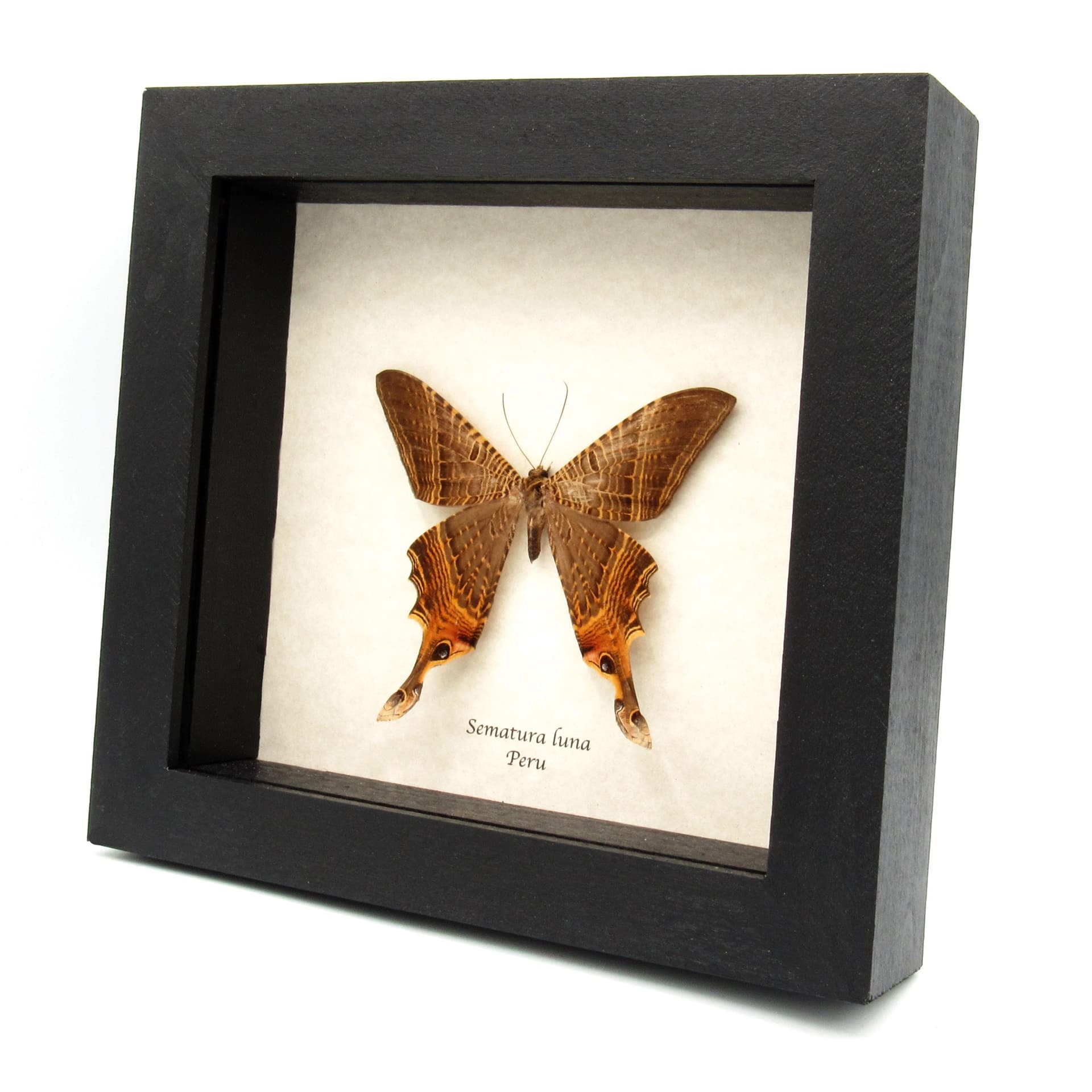 Rare Swallowtail moth framed taxidermy - Sematura luna