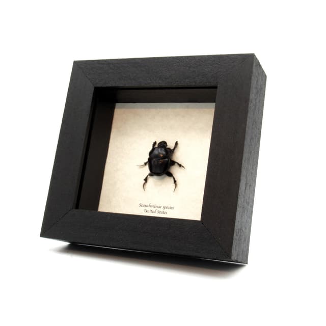 Real black dung beetle framed taxidermy - Scarabaeinae species
