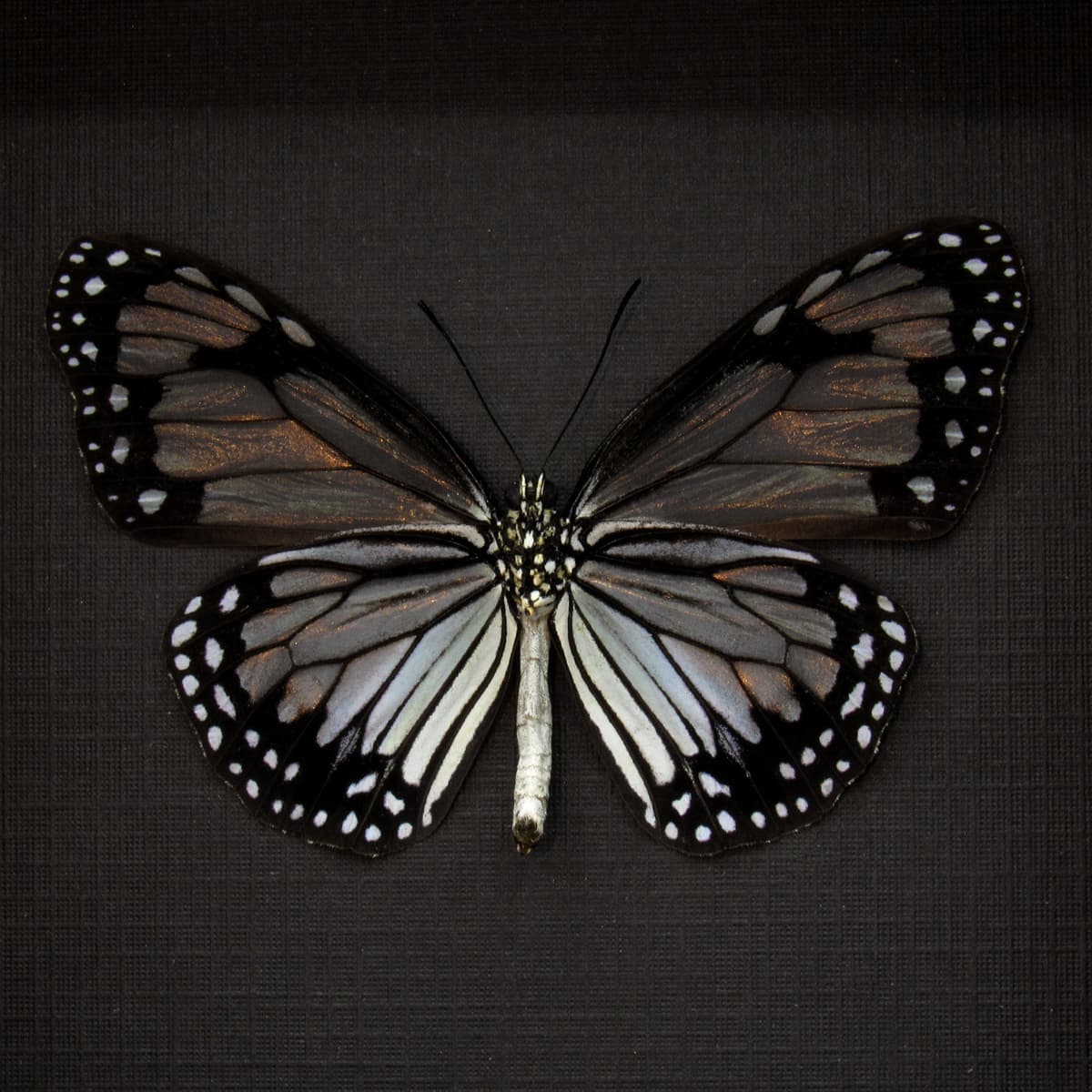 Real Glassy Tiger butterfly framed taxidermy - Parantica vitrina oenone