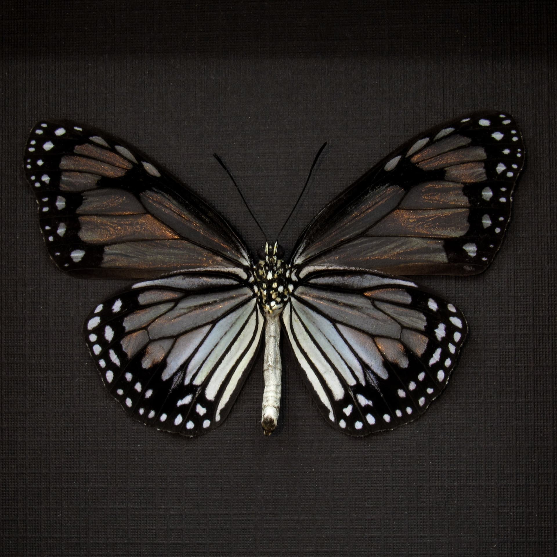 Real Glassy Tiger butterfly framed taxidermy - Parantica vitrina oenone