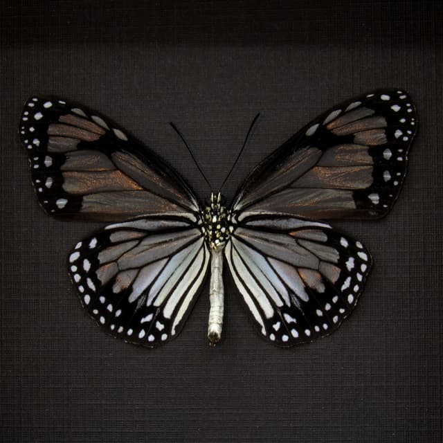 Real Glassy Tiger butterfly framed taxidermy - Parantica vitrina oenone