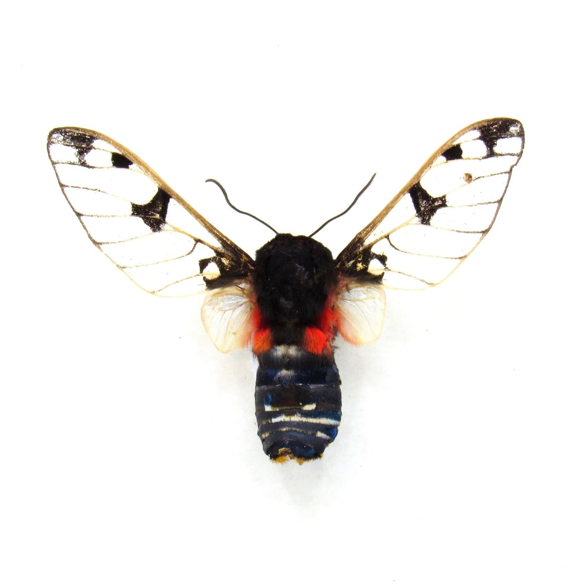 Rare Erebid moth framed taxidermy - Balacra diaphana