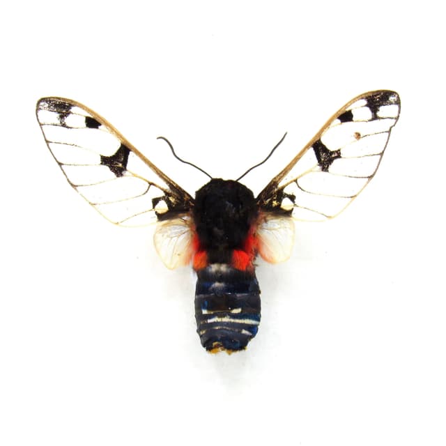 Rare Erebid moth framed taxidermy - Balacra diaphana
