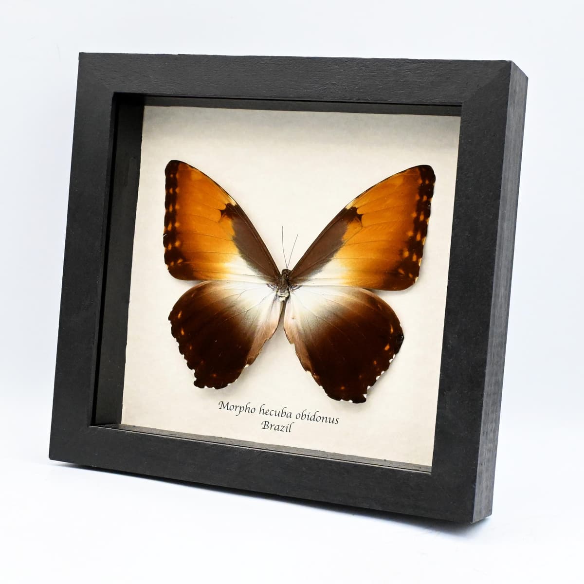 Real XL Sunset Morpho butterfly framed taxidermy - Morpho hecuba