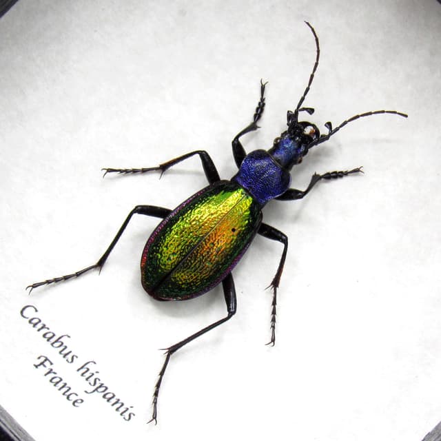 Real purple Predator beetle framed taxidermy - Carabus hispanus