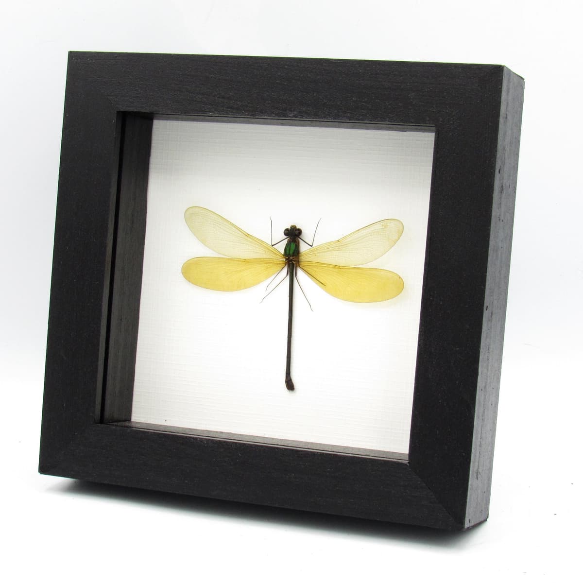Real large Damselfly Dragonfly framed taxidermy - Neurobases kaupi pavo - female
