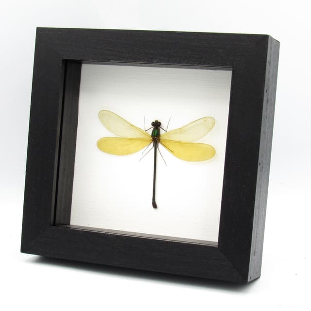 Real large Damselfly Dragonfly framed taxidermy - Neurobases kaupi pavo - female