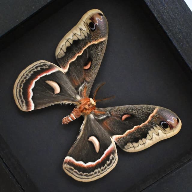 Real large Cecropia moth framed taxidermy - Hyalophora cecropia
