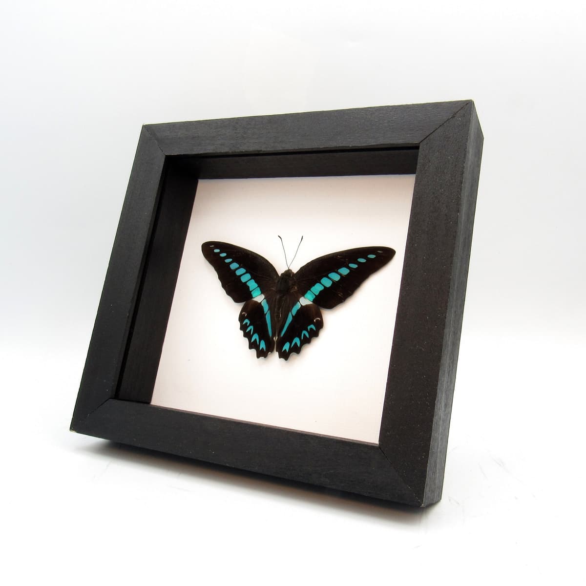 Real blue butterfly framed taxidermy - Graphium milon - Victorian mount