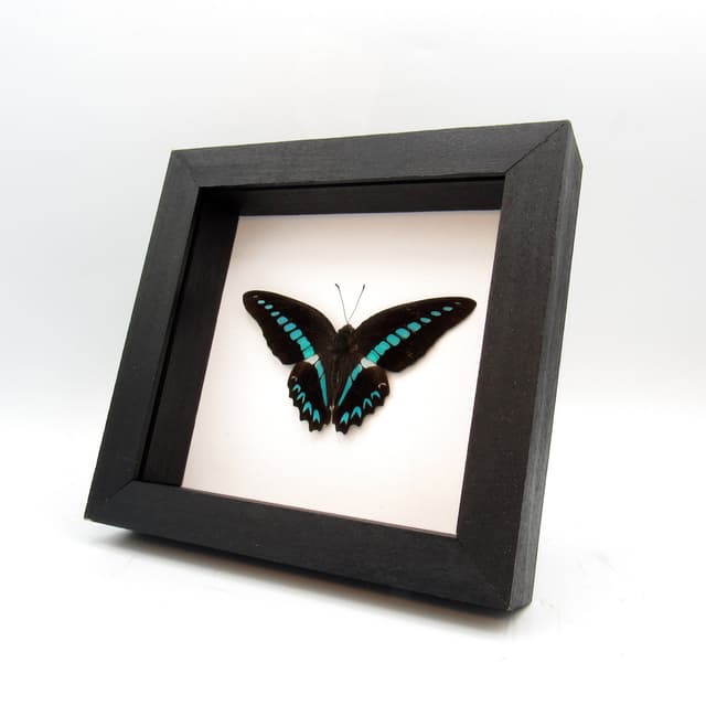 Real blue butterfly framed taxidermy - Graphium milon - Victorian mount