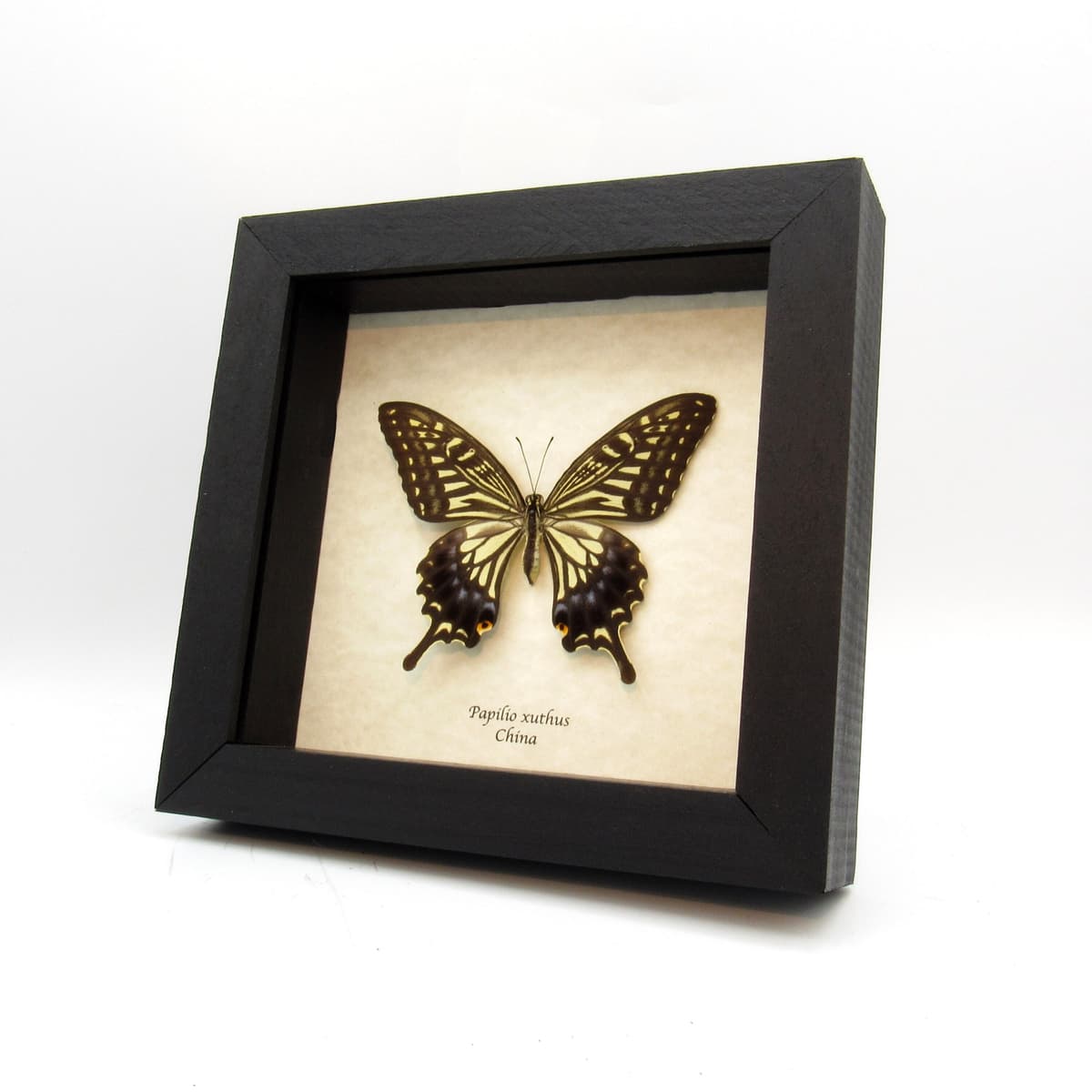 Real Swallowtail butterfly framed taxidermy - Papilio xuthus - large female