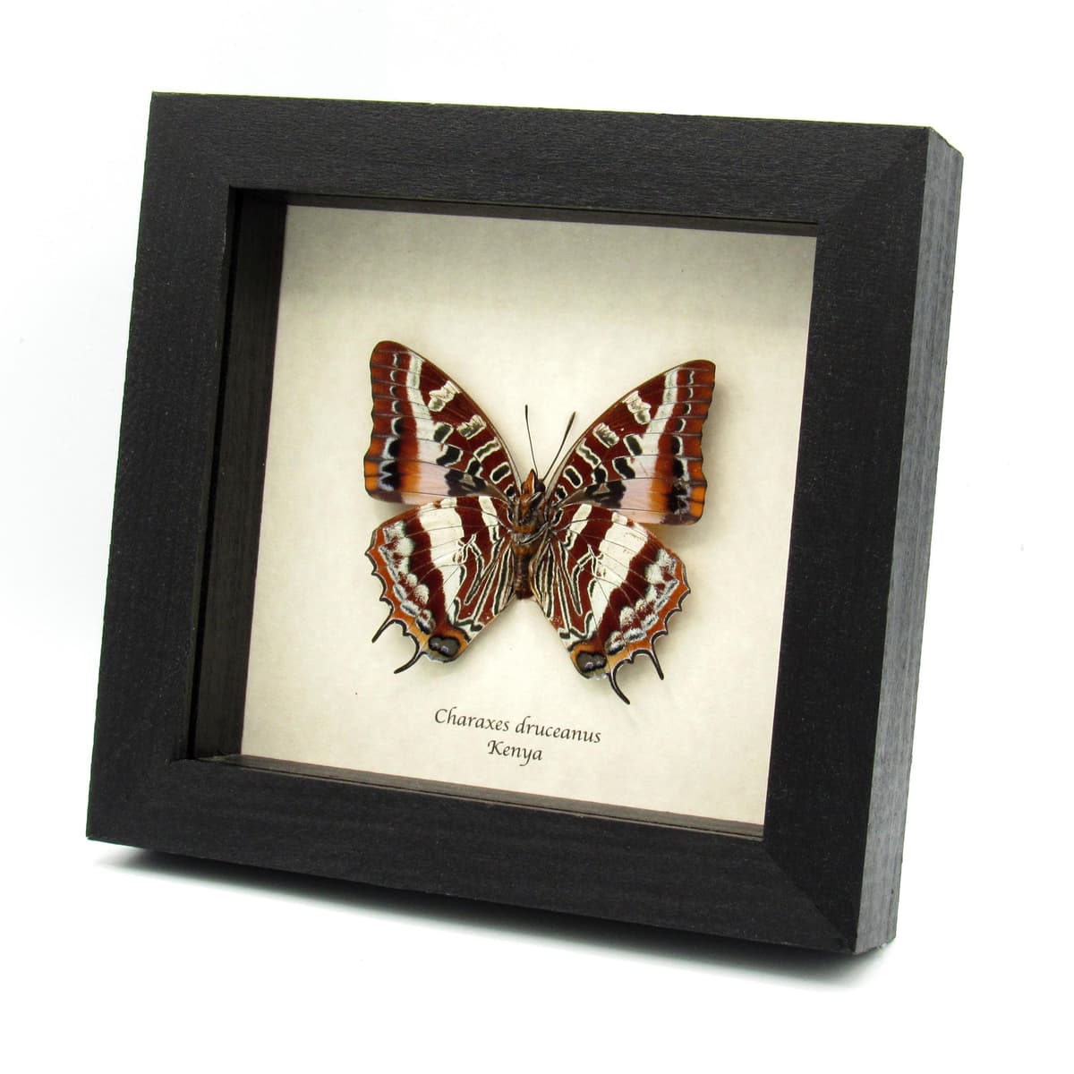 Rare Silver Barred Charaxes butterfly framed taxidermy - Charaxes druceanus - large female