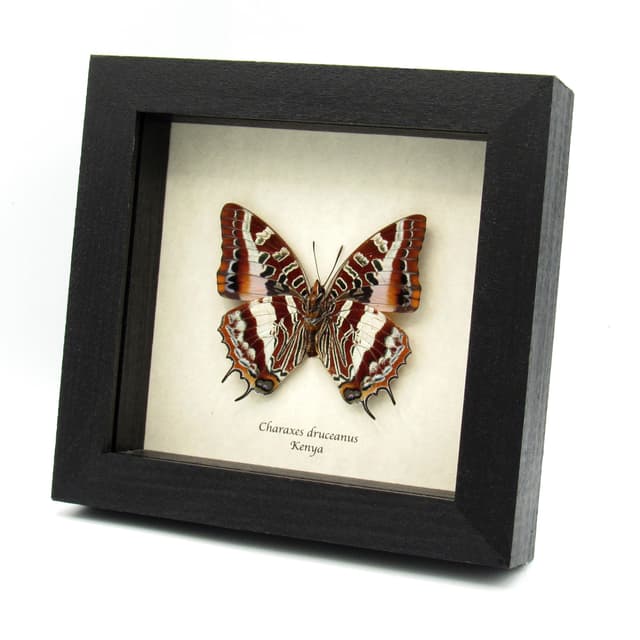 Rare Silver Barred Charaxes butterfly framed taxidermy - Charaxes druceanus - large female