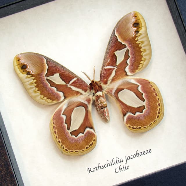 Real Saturn moth framed taxidermy - Rothschildia jacobaeae - female