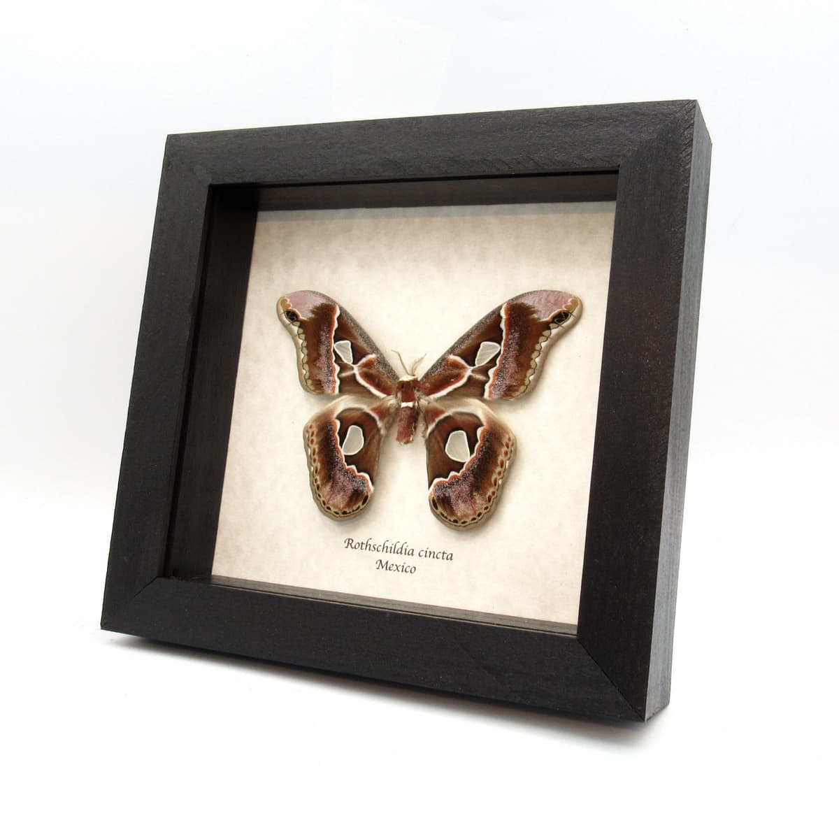 Real Saturn moth framed taxidermy - Rothschildia cincta