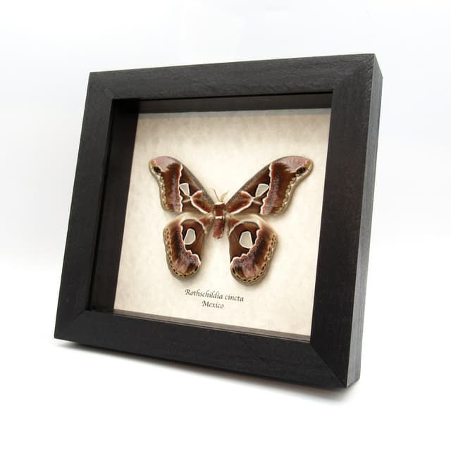 Real Saturn moth framed taxidermy - Rothschildia cincta