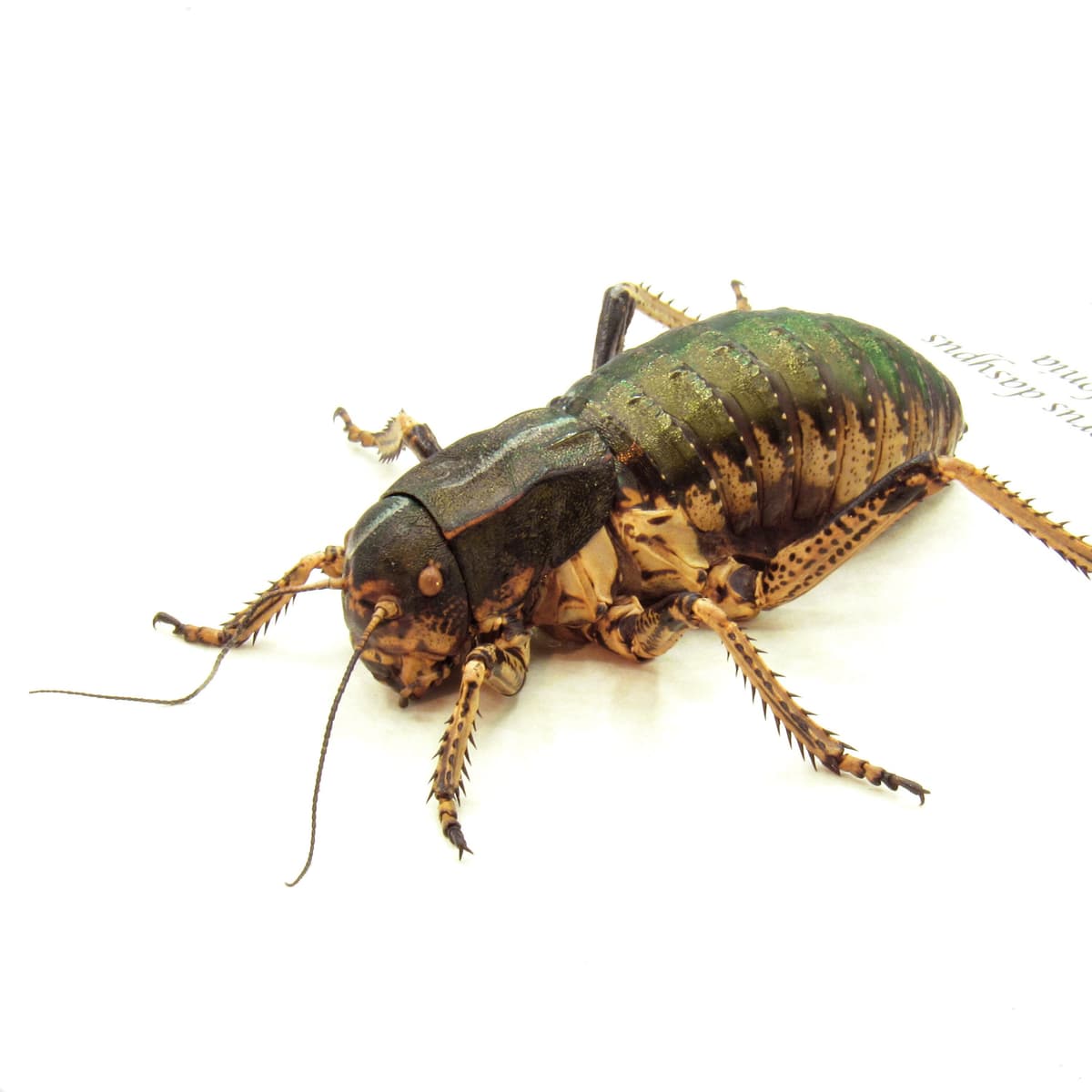 Rare Giant Bronze Bush Cricket framed taxidermy - Bradyporus dasypus