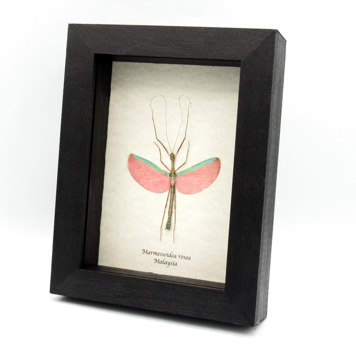 Real pink stick bug framed taxidermy - Marmessoidea rosea
