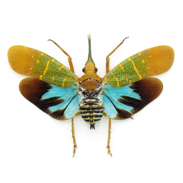 Real Neon Blue Lantern Bug framed taxidermy - Saiva transversolineata