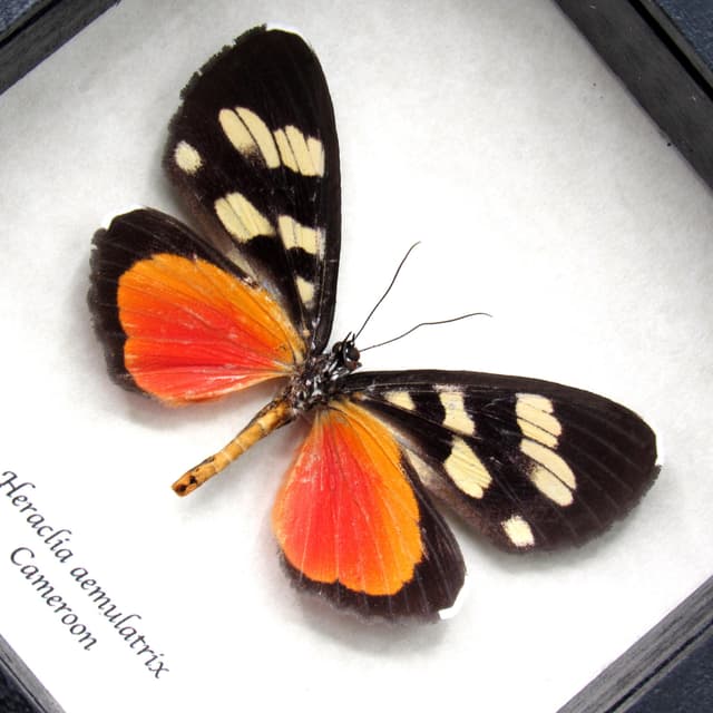 Rare False Tiger moth framed specimen - Heraclia aemulatrix