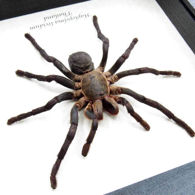Real Cobalt Blue tarantula framed taxidermy - Haplopelma lividum - large female