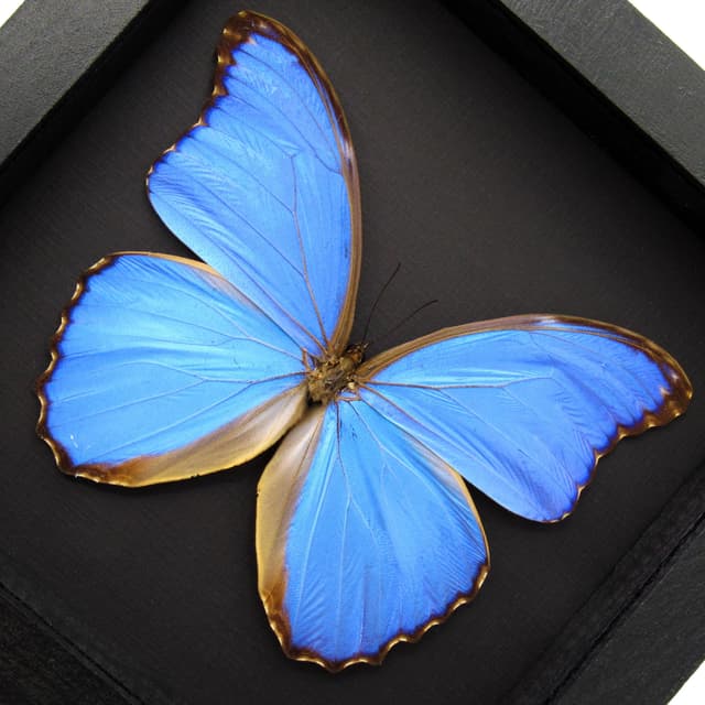 Real XL metallic blue Morpho butterfly framed taxidermy - Morpho menelaus alexandrovna - 6 inch wingspan