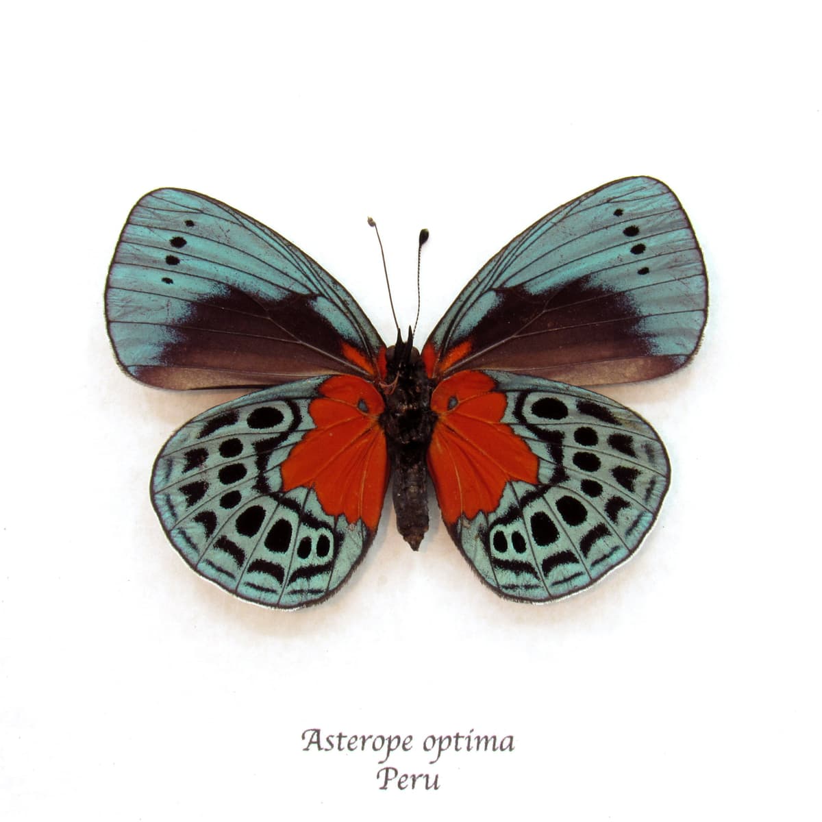 Real framed taxidermy butterfly - Asterope optima - large female